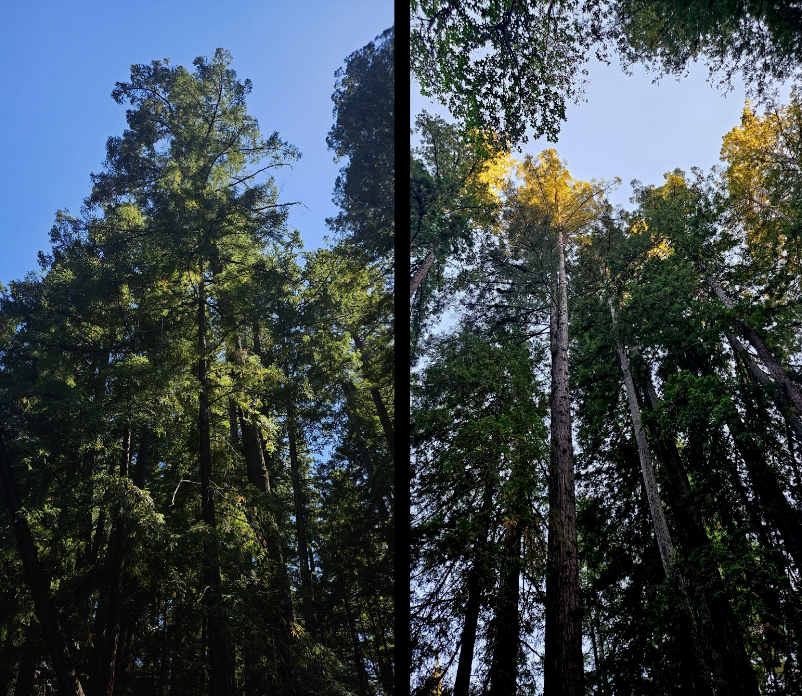 A split image showcasing towering redwood trees against a clear sky. On the left, the trees are bathed in bright sunlight with a vivid blue sky in the background. On the right, the trees are framed from a slightly different angle, with golden sunlight highlighting the tops of the canopy and patches of leaves against the sky.